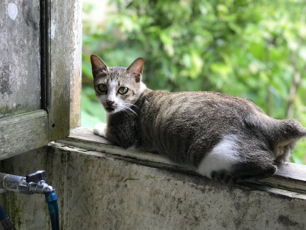 猫的黑色白色在绿色植物背景在早晨的阳光图片 猫的黑色白色在绿色植物背景在早晨的阳光图片下载