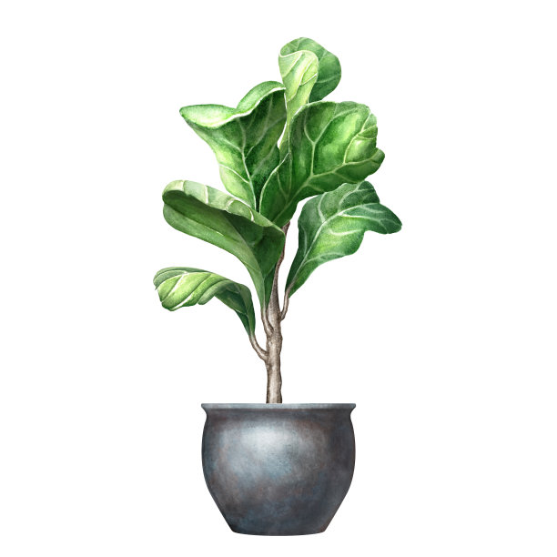 盆栽无花果植物的水彩插图,植物剪贴艺术孤立在白色背景上。绿色的树叶。家庭室内装饰元素图片 盆栽无花果植物的水彩插图,植物剪贴艺术孤立在白色背景上。绿色的树叶。家庭室内装饰元素图片下载