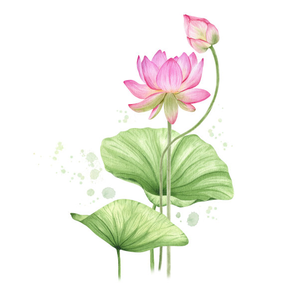 粉红色的荷花和荷叶。水彩插图。荷花构图。中国睡莲。设计用于设计请柬、电影海报、面料等物品。图片 粉红色的荷花和荷叶。水彩插图。荷花构图。中国睡莲。设计用于设计请柬、电影海报、面料等物品。图片下载
