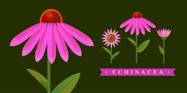 紫锥菊矢量图。孤立的花和叶。茶叶,有机化妆品,医药,芳香疗法的详细植物素描图片 紫锥菊矢量图。孤立的花和叶。茶叶,有机化妆品,医药,芳香疗法的详细植物素描图片下载