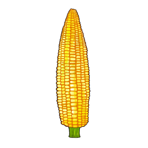 白色背景上分离出的新鲜甜黄玉米水彩画。数字绘画食品和蔬菜插图。区域食品概念。图片 白色背景上分离出的新鲜甜黄玉米水彩画。数字绘画食品和蔬菜插图。区域食品概念。图片下载