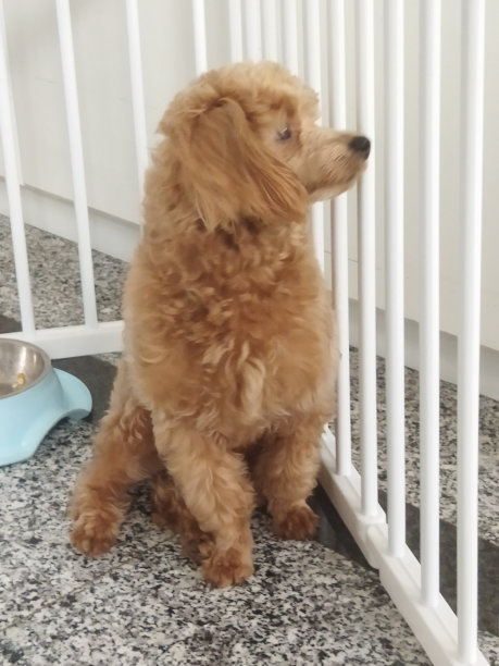 棕色马耳他贵宾犬图片 棕色马耳他贵宾犬图片下载