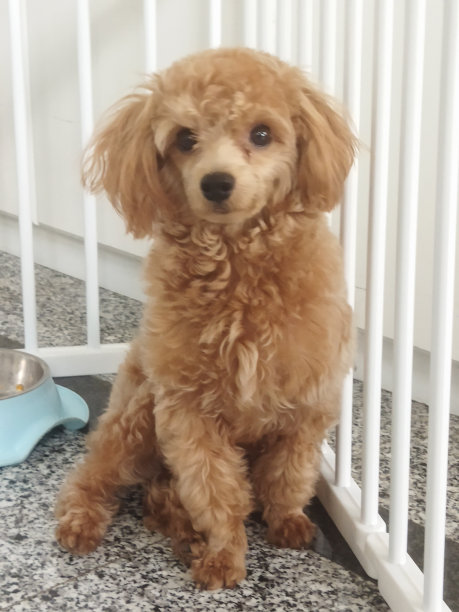 棕色马耳他贵宾犬图片 棕色马耳他贵宾犬图片下载