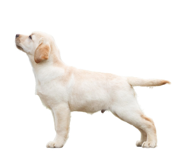 白色背景的拉布拉多犬图片 白色背景的拉布拉多犬图片下载