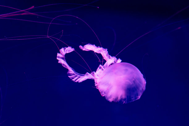 海和海洋水母在水中游泳特写。在黑暗中不同颜色的照明和生物发光。水族馆里奇异而稀有的水母。图片 海和海洋水母在水中游泳特写。在黑暗中不同颜色的照明和生物发光。水族馆里奇异而稀有的水母。图片下载