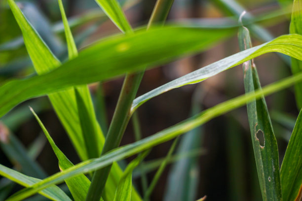 花园和院子里植物的库存照片图片 花园和院子里植物的库存照片图片下载