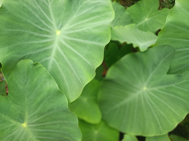芋头叶,叶面宽阔,色泽鲜绿,生长在亚洲季风性的种植土壤中图片 芋头叶,叶面宽阔,色泽鲜绿,生长在亚洲季风性的种植土壤中图片下载