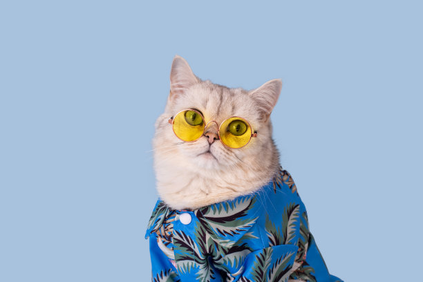 一只白色的猫,穿着蓝色的衬衫,戴着黄色的眼镜,坐在蓝色的背景上图片 一只白色的猫,穿着蓝色的衬衫,戴着黄色的眼镜,坐在蓝色的背景上图片下载