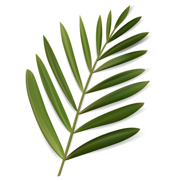 热带叶分离的外来植物图片 热带叶分离的外来植物图片下载