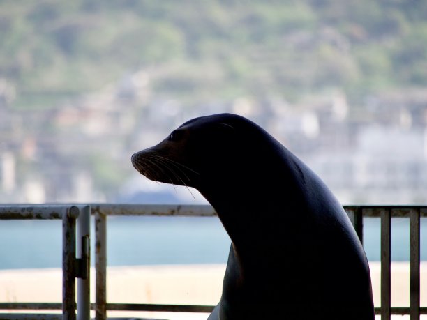 海狮剪影图片 海狮剪影图片下载