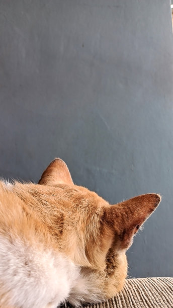 昏昏欲睡的橙色大猫图片 昏昏欲睡的橙色大猫图片下载