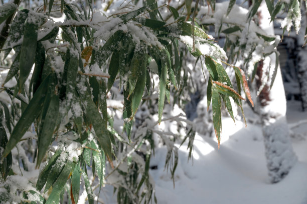 冬雪中竹叶的细节。图片 冬雪中竹叶的细节。图片下载