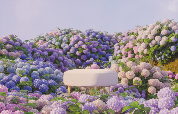 自然美讲台背景,产品展示与绣球花田。图片 自然美讲台背景,产品展示与绣球花田。图片下载