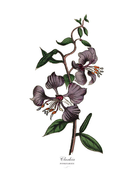 Clarkia和Pinkfaries Plants,维多利亚植物学插图图片 Clarkia和Pinkfaries Plants,维多利亚植物学插图图片下载