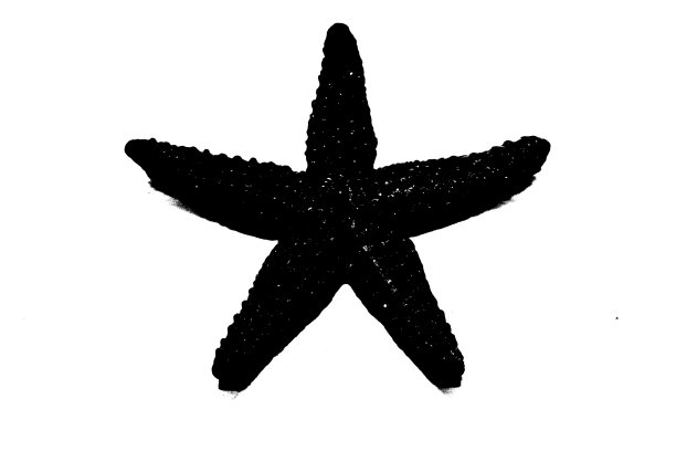在白色背景上孤立的海星剪影,无脊椎动物图片 在白色背景上孤立的海星剪影,无脊椎动物图片下载