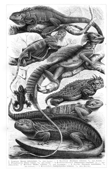 1897年的蜥蜴插画图片 1897年的蜥蜴插画图片下载