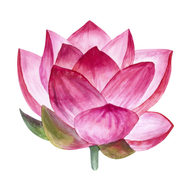 水彩莲花孤立在一个白色的背景。图片 水彩莲花孤立在一个白色的背景。图片下载