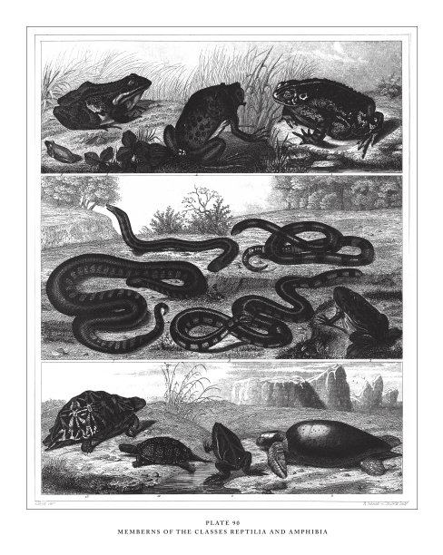 爬虫类和两栖类的成员雕刻古董插图,出版于1851年图片 爬虫类和两栖类的成员雕刻古董插图,出版于1851年图片下载