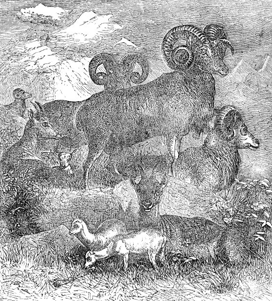 Argali或山地绵羊(Ovis Ammon)在哈萨克斯坦阿尔泰山脉- 19世纪图片 Argali或山地绵羊(Ovis Ammon)在哈萨克斯坦阿尔泰山脉- 19世纪图片下载