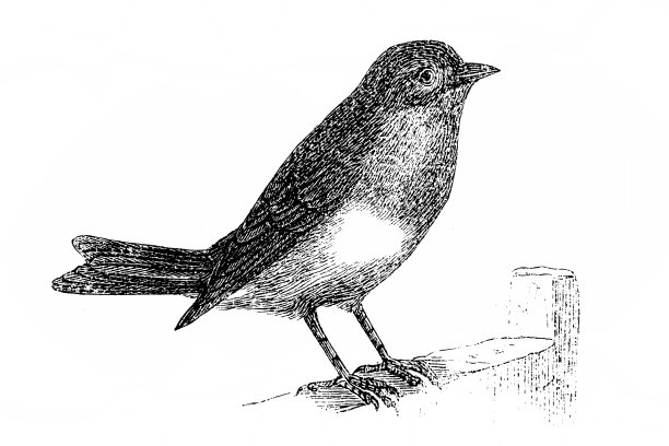 红喉鸟(Pyrrholaemus brunneus)是一种小的,主要居住在地面的刺雀科鸟类图片 红喉鸟(Pyrrholaemus brunneus)是一种小的,主要居住在地面的刺雀科鸟类图片下载