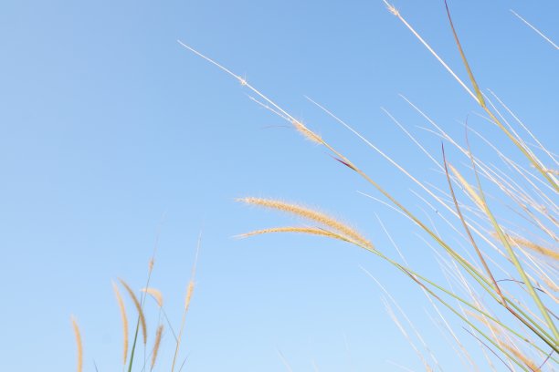 草、花、稻、杂草、芦苇孤立在湛蓝的天空背景下图片 草、花、稻、杂草、芦苇孤立在湛蓝的天空背景下图片下载