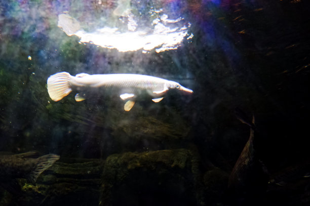 鳄鱼鱼在深海水族馆中游动的选择性焦点。图片 鳄鱼鱼在深海水族馆中游动的选择性焦点。图片下载