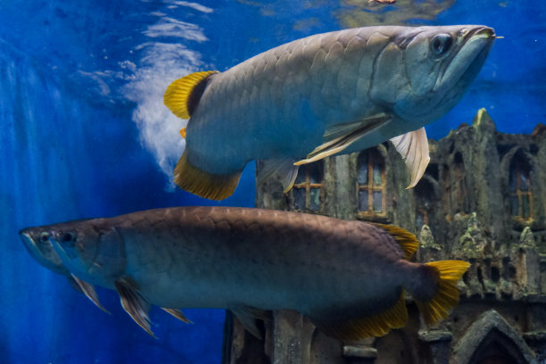 龙鱼在深海水族箱中游动的选择性焦点。图片 龙鱼在深海水族箱中游动的选择性焦点。图片下载