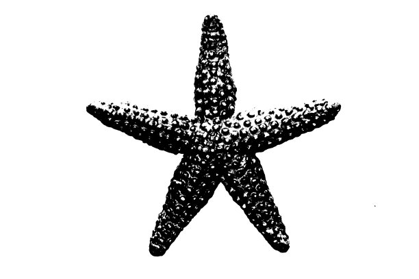 在白色背景上孤立的海星剪影,无脊椎动物图片 在白色背景上孤立的海星剪影,无脊椎动物图片下载