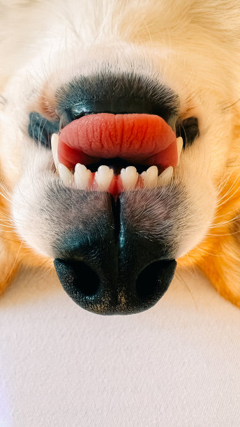 柯基犬的口鼻、牙齿、舌头和鼻子的特写图片 柯基犬的口鼻、牙齿、舌头和鼻子的特写图片下载