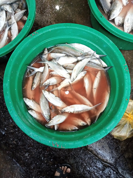 海洋的鱼图片 海洋的鱼图片下载
