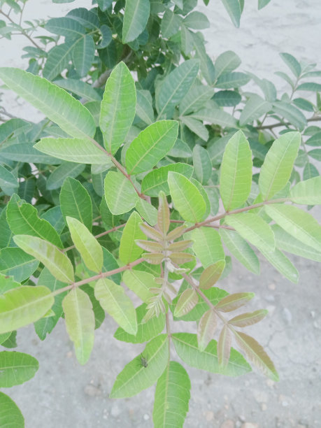 乡村生活花、树、叶的照片,植物园内白檀绿叶的特写照片,选择性聚焦。巴巴苏油,温室里的棕榈树叶子,图片 乡村生活花、树、叶的照片,植物园内白檀绿叶的特写照片,选择性聚焦。巴巴苏油,温室里的棕榈树叶子,图片下载