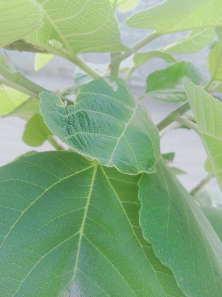 乡村生活花、树、叶的照片,植物园内白檀绿叶的特写照片,选择性聚焦。巴巴苏油,温室里的棕榈树叶子,图片 乡村生活花、树、叶的照片,植物园内白檀绿叶的特写照片,选择性聚焦。巴巴苏油,温室里的棕榈树叶子,图片下载