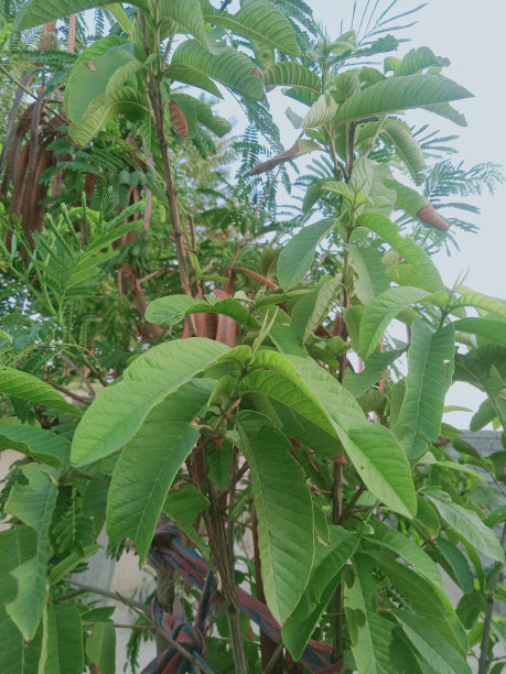 乡村生活花、树、叶的照片,植物园内白檀绿叶的特写照片,选择性聚焦。巴巴苏油,温室里的棕榈树叶子,图片 乡村生活花、树、叶的照片,植物园内白檀绿叶的特写照片,选择性聚焦。巴巴苏油,温室里的棕榈树叶子,图片下载