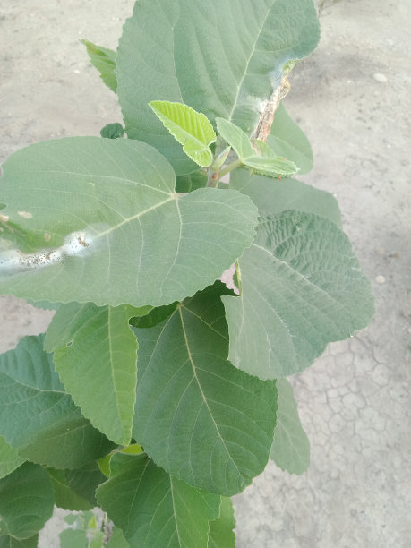 乡村生活花、树、叶的照片,植物园内白檀绿叶的特写照片,选择性聚焦。巴巴苏油,温室里的棕榈树叶子,图片 乡村生活花、树、叶的照片,植物园内白檀绿叶的特写照片,选择性聚焦。巴巴苏油,温室里的棕榈树叶子,图片下载