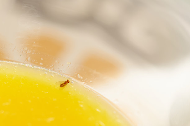 天然橙汁中的昆虫图片 天然橙汁中的昆虫图片下载