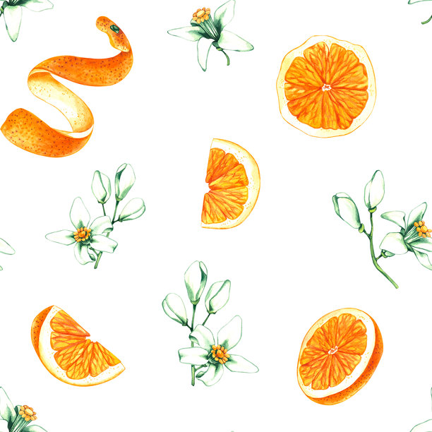 手绘橙子的水彩植物图案图片 手绘橙子的水彩植物图案图片下载