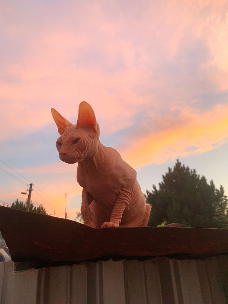一只在彩色日落背景下的斯芬克斯猫。光滑的粉色斯芬克斯。无毛猫品种。纯种裸猫的轮廓。留白空间。高质量照片。图片 一只在彩色日落背景下的斯芬克斯猫。光滑的粉色斯芬克斯。无毛猫品种。纯种裸猫的轮廓。留白空间。高质量照片。图片下载
