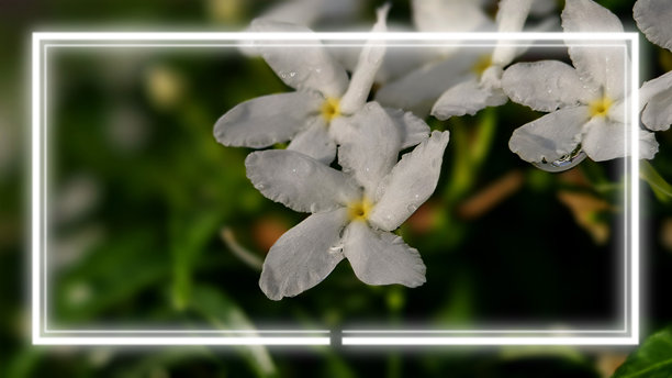 生动的特写照片,展示了几朵白色茉莉花。发光的矩形霓虹风格框架,创造了自然世界与数字美学之间的现代艺术对比。图片 生动的特写照片,展示了几朵白色茉莉花。发光的矩形霓虹风格框架,创造了自然世界与数字美学之间的现代艺术对比。图片下载