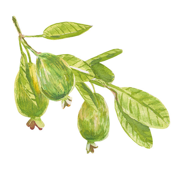 斐济果水彩枝条。带有斐济果、叶子和枝条的插画,孤立在白色背景上,适用于纺织品、布料、印花、礼品包装、剪贴簿、食谱书、请柬、化妆品设计。图片 斐济果水彩枝条。带有斐济果、叶子和枝条的插画,孤立在白色背景上,适用于纺织品、布料、印花、礼品包装、剪贴簿、食谱书、请柬、化妆品设计。图片下载