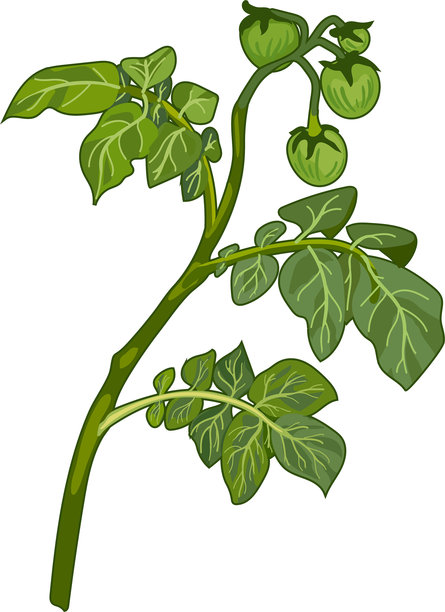 植物插画风格的马铃薯植株,带有绿叶和果实,孤立在白色背景上图片 植物插画风格的马铃薯植株,带有绿叶和果实,孤立在白色背景上图片下载