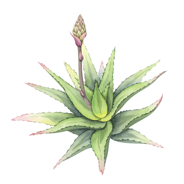带有未开放花蕾的芦荟植物。手绘水彩风格的芦荟灌木插画。带有正在发育的花蕾的多肉植物。非常适合植物学设计和化妆品包装。图片 带有未开放花蕾的芦荟植物。手绘水彩风格的芦荟灌木插画。带有正在发育的花蕾的多肉植物。非常适合植物学设计和化妆品包装。图片下载