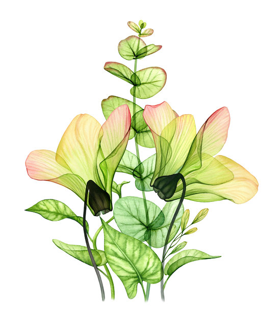 两朵透明杜鹃花和桉树叶的水彩花束。绿色的热带植物孤立在白色背景上。用于婚礼设计、化妆品包装、广告的植物花卉插画。图片 两朵透明杜鹃花和桉树叶的水彩花束。绿色的热带植物孤立在白色背景上。用于婚礼设计、化妆品包装、广告的植物花卉插画。图片下载