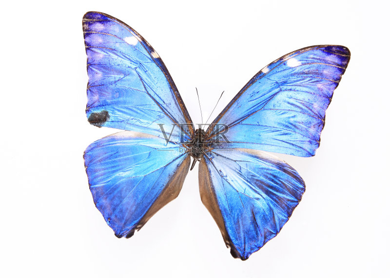 大闪蝶科:蓝闪蝶正版图片素材