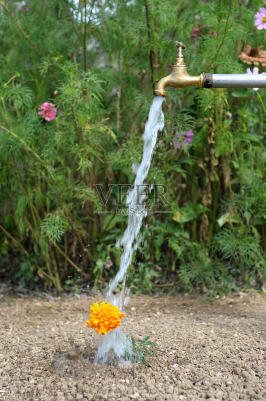 浇花三正版图片素材
