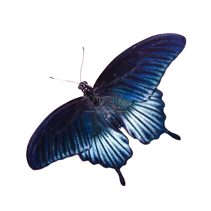 热带蝴蝶正版图片素材