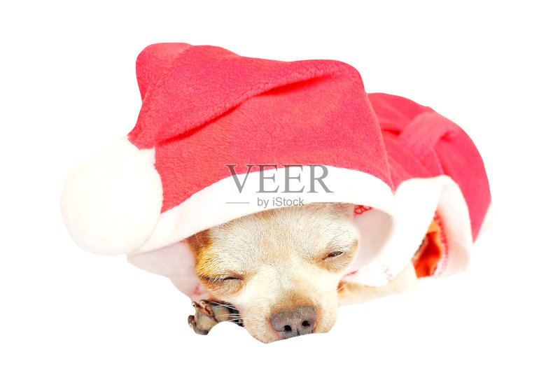 吉娃娃正版图片素材