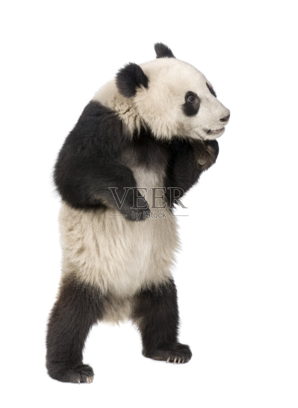 大熊猫(18个月)——大熊猫正版图片素材