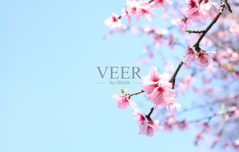 春天的樱花正版图片素材
