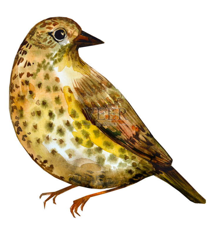 水彩画的鸟正版元素素材