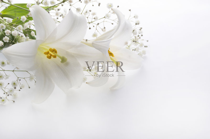 百合和其他白色背景的植物正版图片素材
